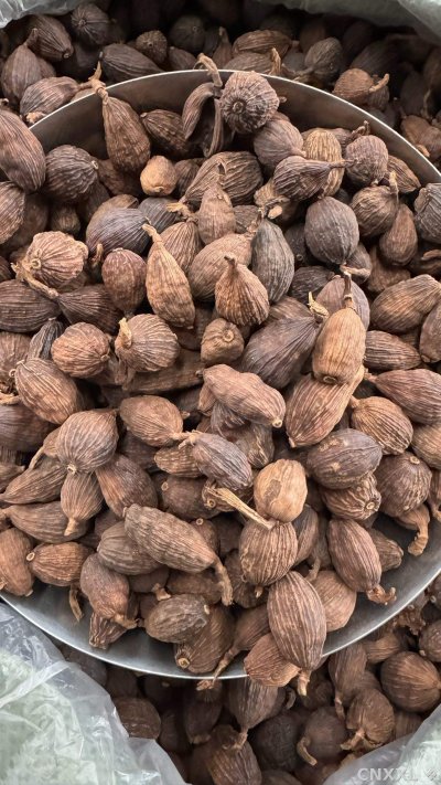spice_25702_8b768bad_3.jpg