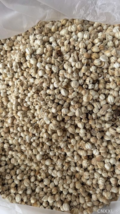 spice_25708_7ef65f96_2.jpg