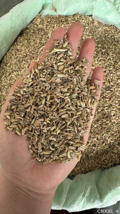 spice_25711_9abf4088_1.jpg