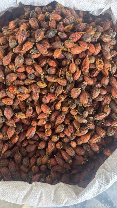 spice_25718_badcf28c_3.jpg