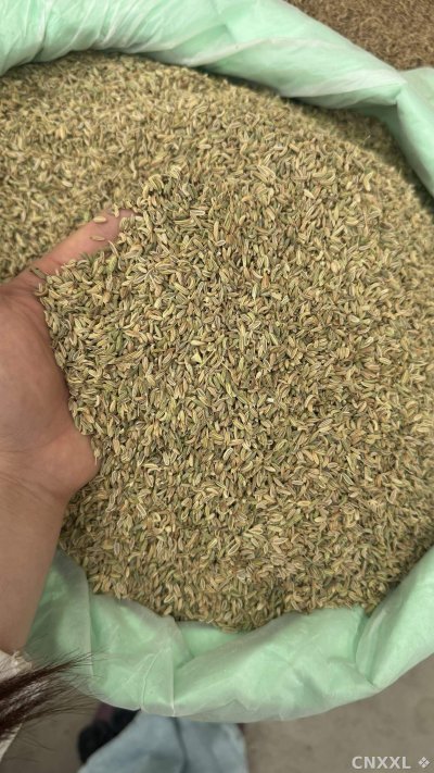 spice_25729_5bb2efd2_3.jpg