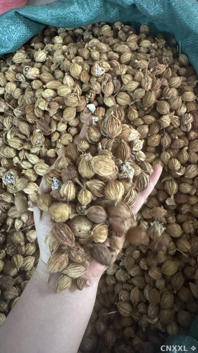 spice_25730_7b6fa3be_2.jpg