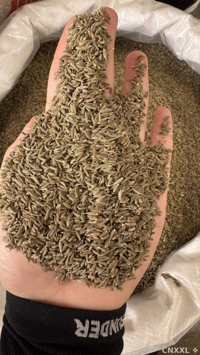spice_25732_e5effb1e_1.jpg