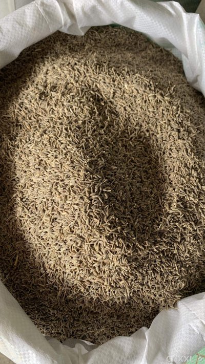 spice_25734_e0a22df9_3.jpg