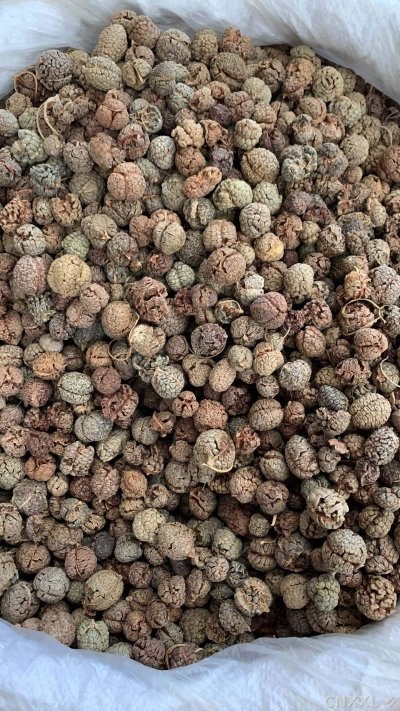 spice_25745_e264b55d_3.jpg