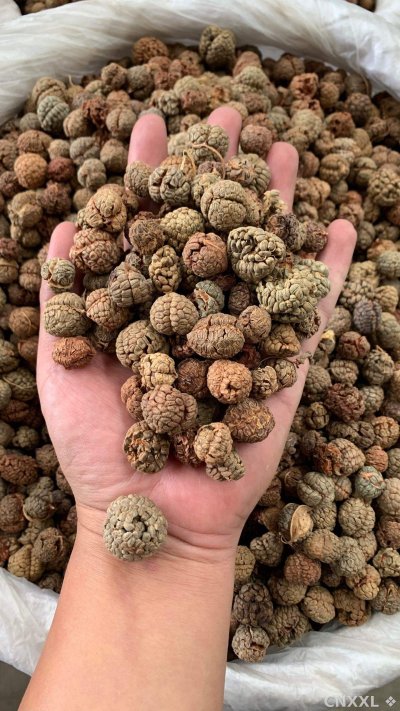spice_25747_80835ce8_2.jpg