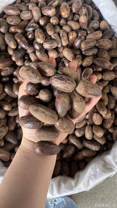 spice_25749_ebab8f88_1.jpg