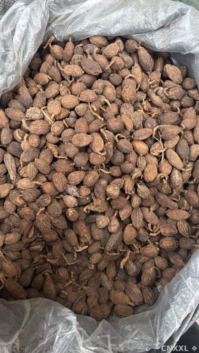 spice_25763_e9d54c8b_3.jpg