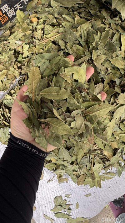 spice_25777_fa560784_2.jpg