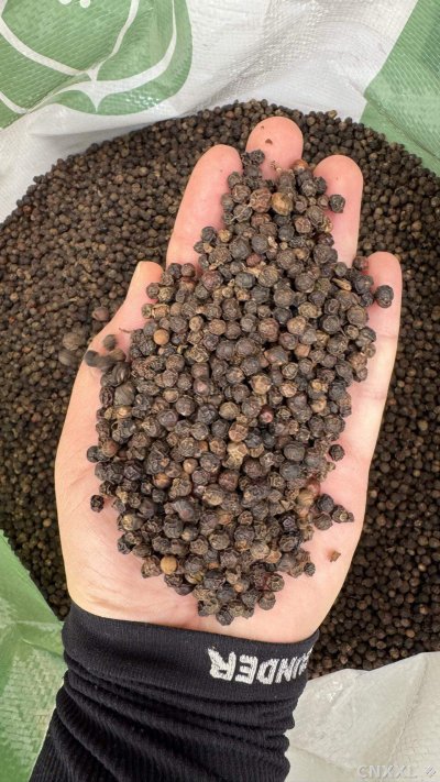 spice_25798_a51bac03_2.jpg