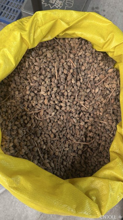 spice_25801_88d6fdea_3.jpg