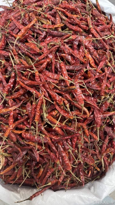 spice_25805_de211352_2.jpg