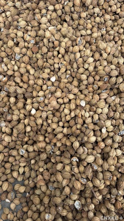 spice_25806_76fe2e69_3.jpg