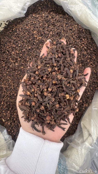 spice_25809_ca5c9b1d_1.jpg