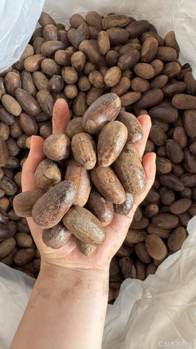 spice_25825_c00d30e5_1.jpg
