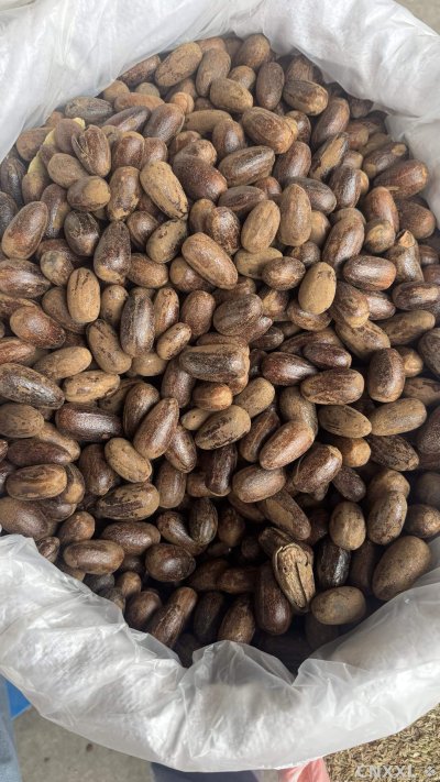 spice_25839_cf272d60_3.jpg