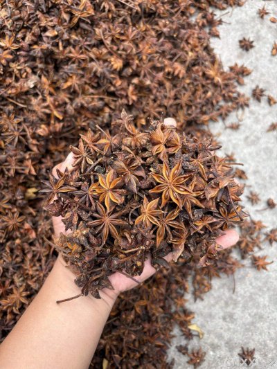 spice_25843_1cc1d0ca_1.jpg