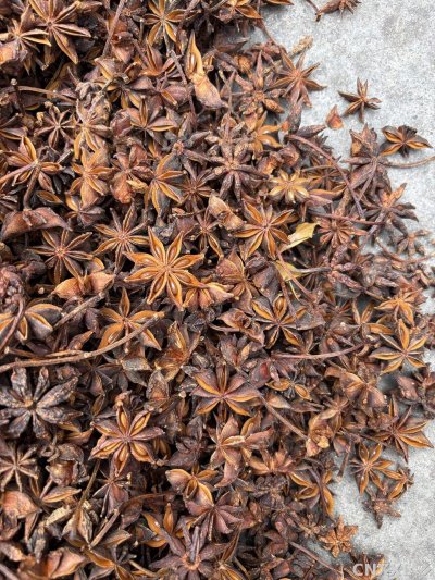 spice_25843_353c239a_3.jpg