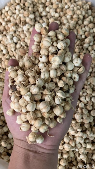 spice_25855_443b0f4a_1.jpg