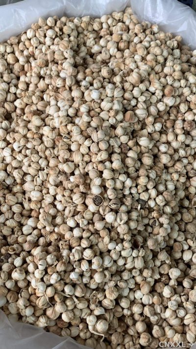 spice_25855_695ed584_3.jpg