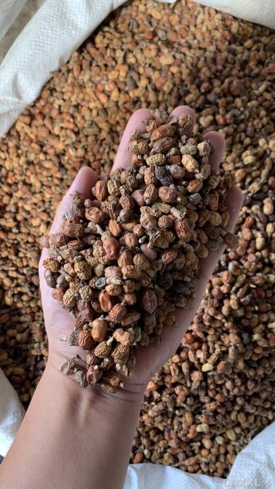 spice_25861_ab44c2ec_1.jpg
