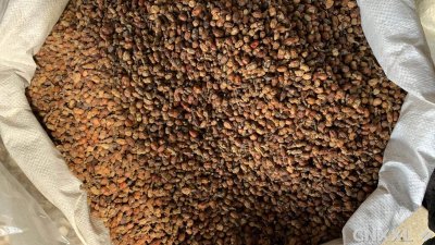 spice_25861_f828d76c_2.jpg