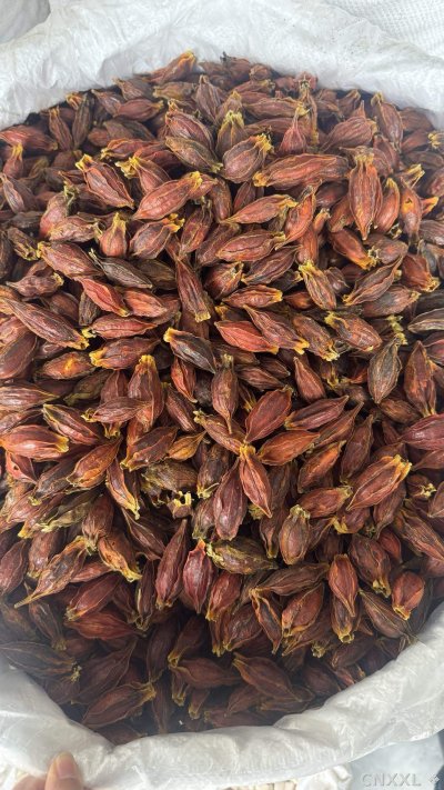 spice_25866_9da41a70_3.jpg