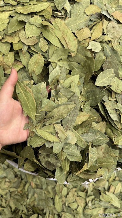 spice_25867_7effa4ae_3.jpg