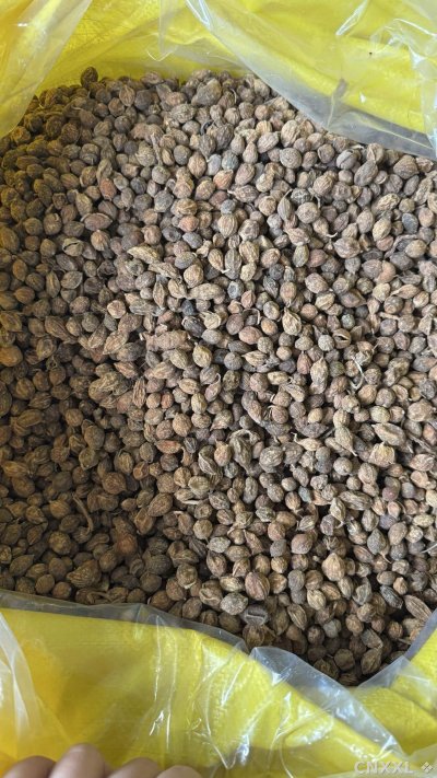 spice_25870_dd47869e_2.jpg