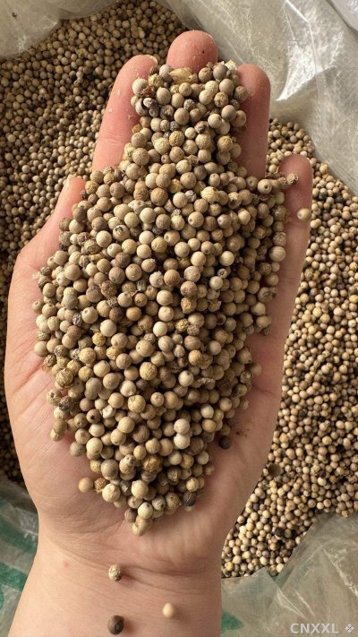 spice_25875_aa20c8a2_2.jpg