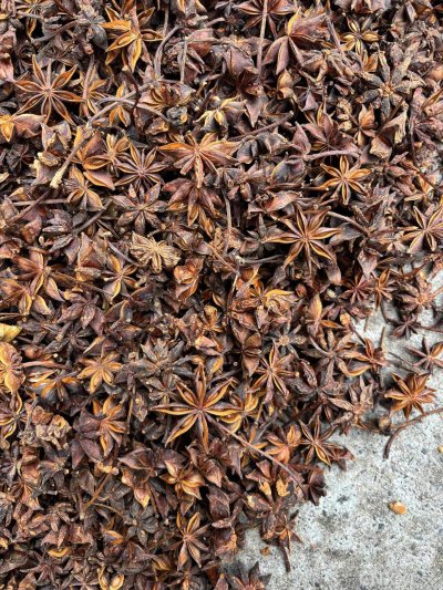 spice_25910_1aeeb025_3.jpg