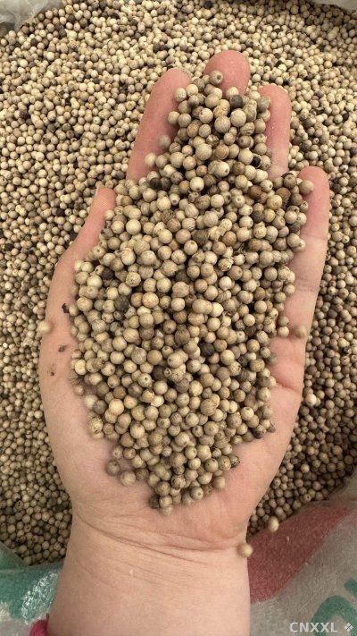 spice_25930_96bf15c9_2.jpg