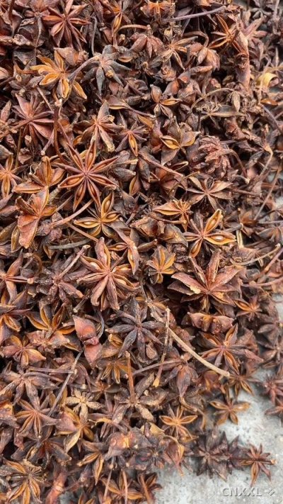 spice_25945_acec009d_1.jpg