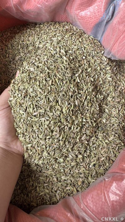 spice_25956_edc864cf_3.jpg