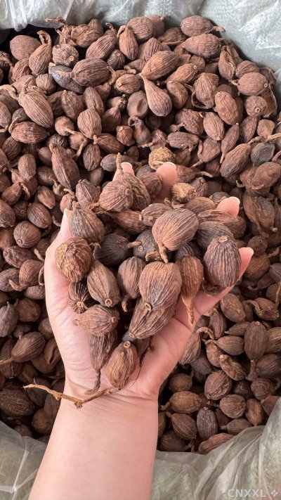 spice_25957_1ac151fe_2.jpg