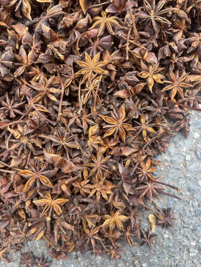 spice_25965_9f68ef02_3.jpg