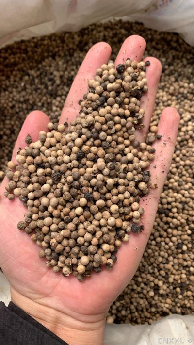 spice_25976_d75db0cc_2.jpg