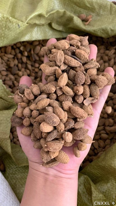 spice_25977_c5a21207_2.jpg