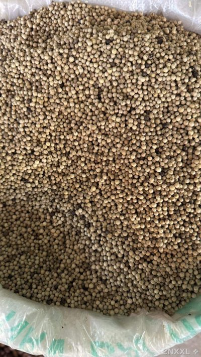spice_25984_e5ff70f9_3.jpg