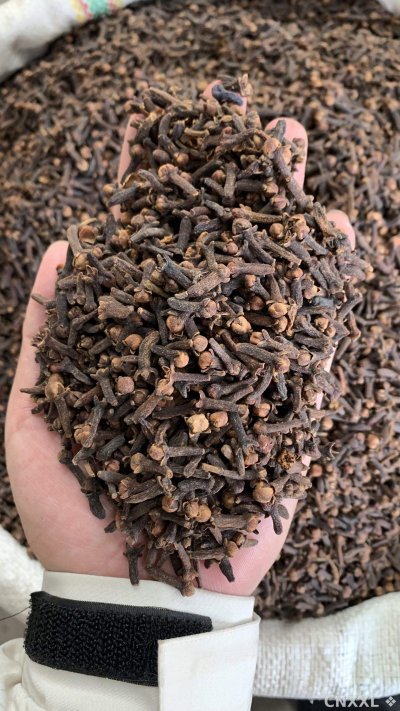 spice_25996_437d65cc_1.jpg