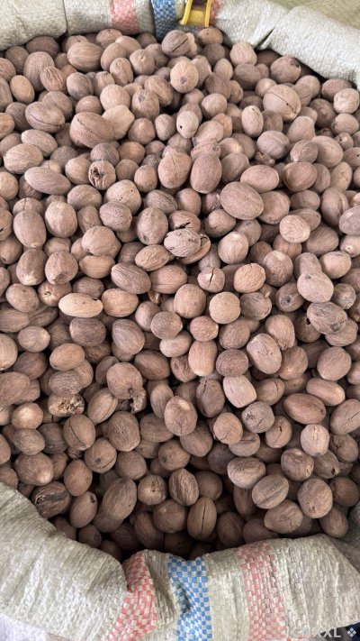 spice_25997_9f697dc1_3.jpg