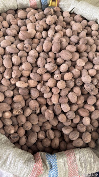 spice_25997_be98839d_2.jpg