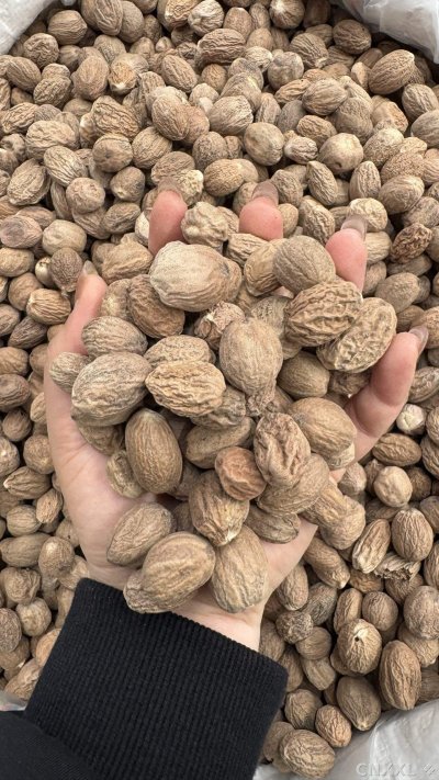 spice_26004_8ecdd3c3_2.jpg