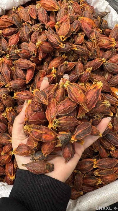 spice_26005_84ce9b9f_2.jpg
