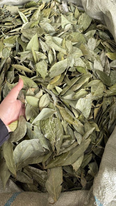 spice_26006_ac7eace5_1.jpg
