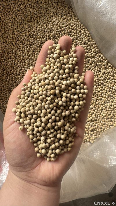 spice_26009_8b26d5a4_1.jpg