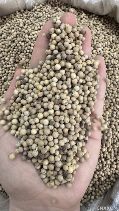 spice_26010_9ebf803a_2.jpg