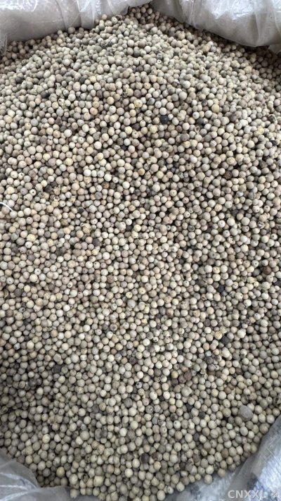 spice_26010_dda2fdf7_3.jpg