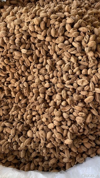 spice_26022_5d62cbab_3.jpg