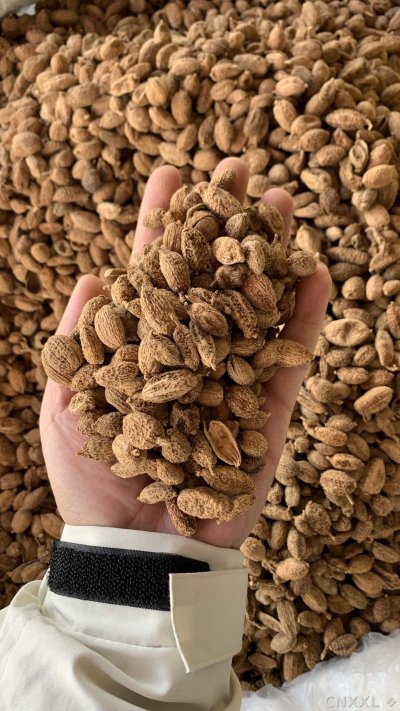 spice_26022_8e15ba36_2.jpg